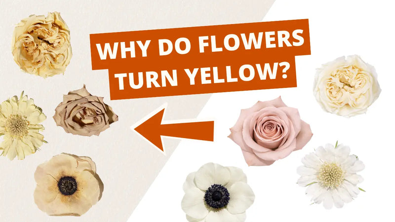 Why Wedding Flowers Turn Brown When Preserved