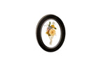 Oval Rubbed Black wooden frame displaying pressed groom Boutonniere.