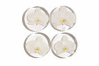Four white orchid flowers in clear glass resin coasters on a white background