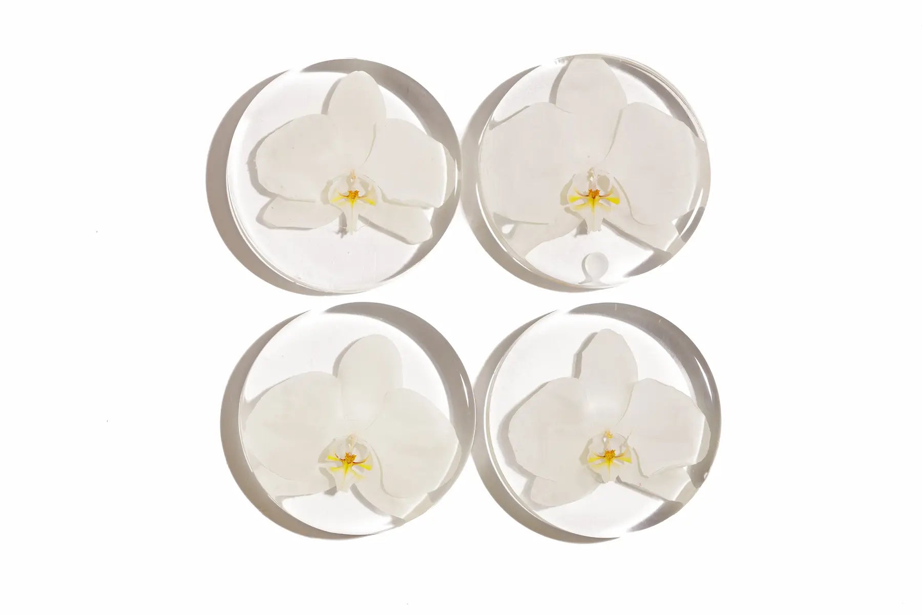 Four white orchid flowers in clear glass resin coasters on a white background
