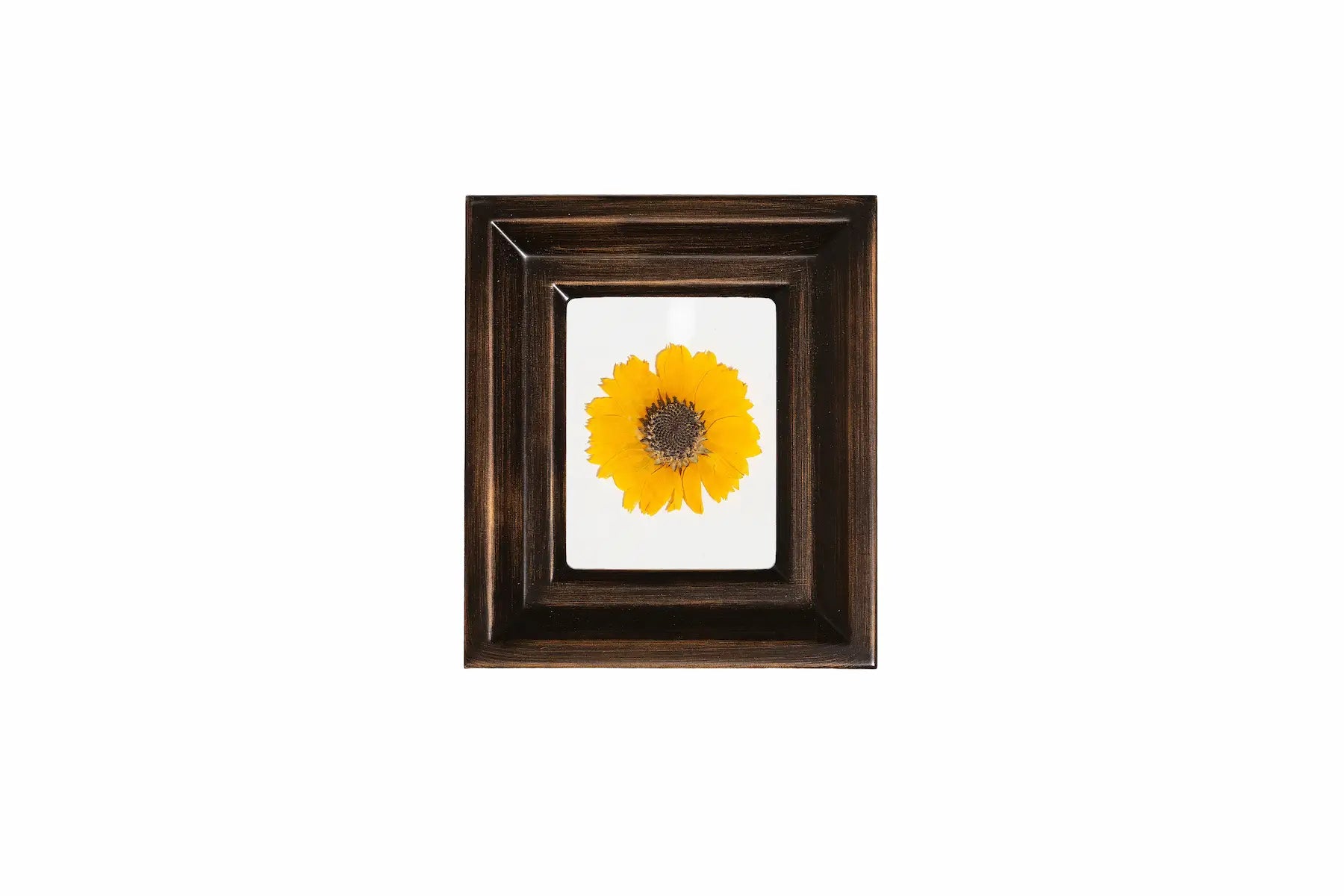 Rubbed Bronze petite frame featuring a single preserved flower