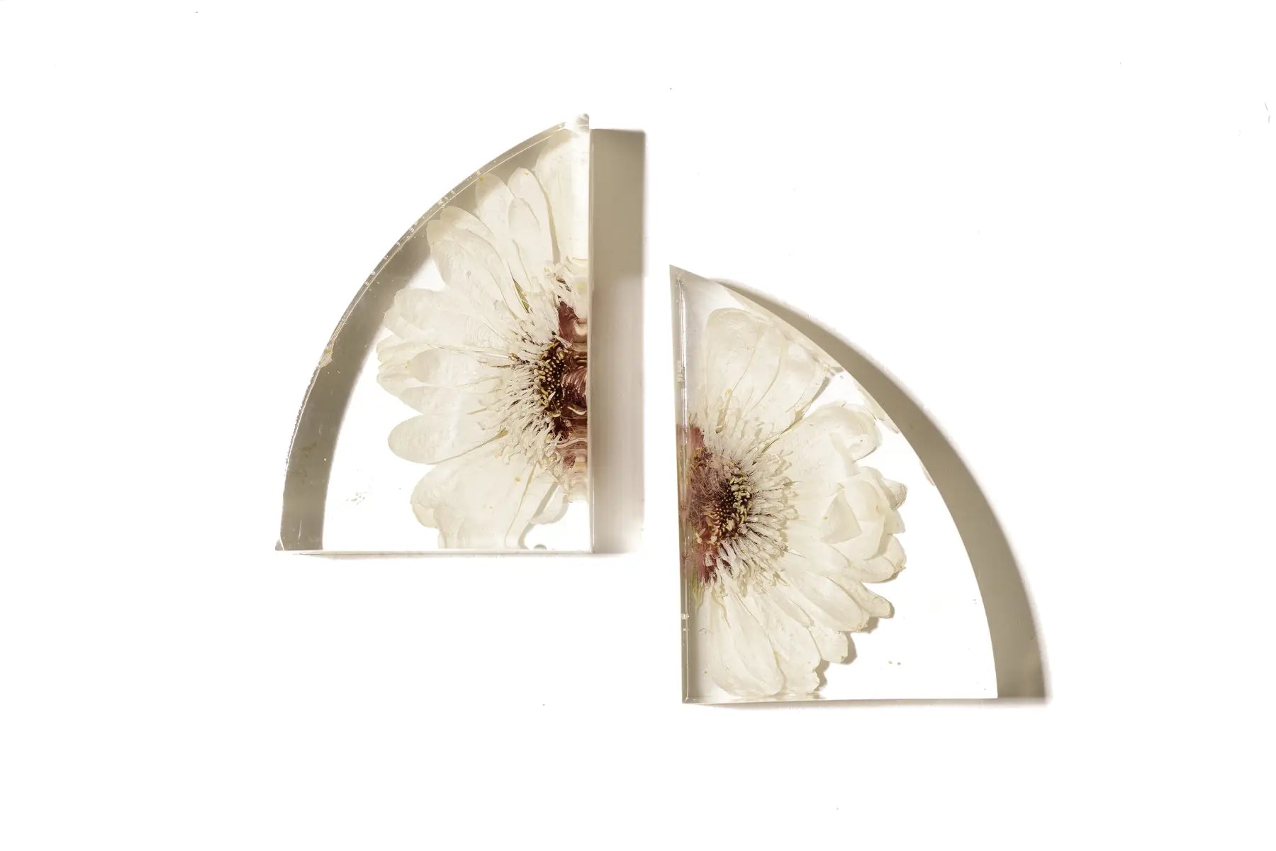 Mini resin bookends with single white anemone flower preserved from wedding